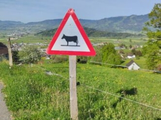 Achtung Kühe beim Honora Zen Kloster