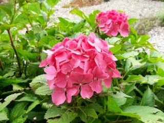 Honora Zen Kloster ein Ort für Meditation, Retreat und Auszeit