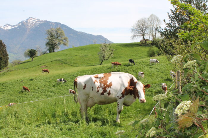 Honora Zen Kloster - Meditationszentrum in Reichenburg in der Schweiz