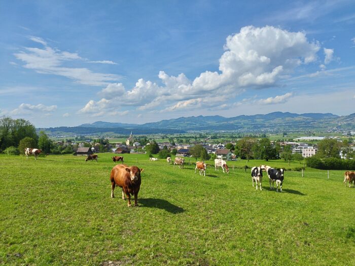 Reichenburg - Olaf der Stier