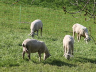 Schafe beim Honora Zen Kloster - Meditationszentrum in Reichenburg in der Schweiz
