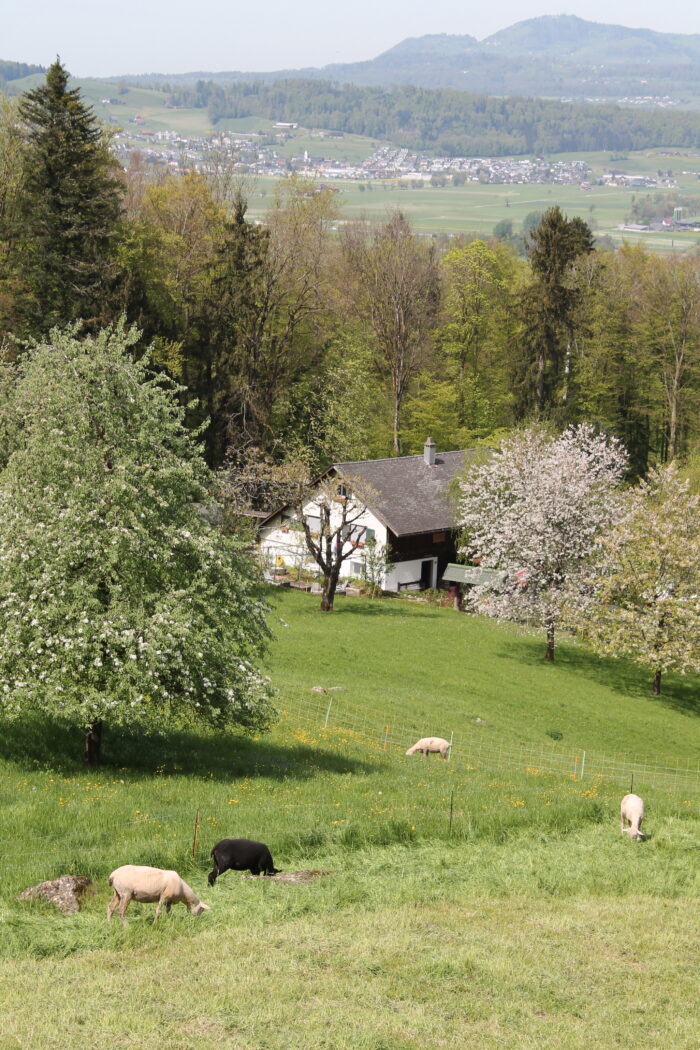 Honora Zen Kloster - Meditationszentrum in Reichenburg in der Schweiz