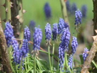 Honora Zen Kloster - Meditationszentrum in Reichenburg in der Schweiz mit Zen Garten