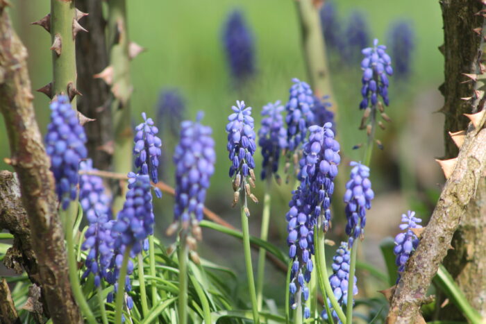 Honora Zen Kloster - Meditationszentrum in Reichenburg in der Schweiz mit Zen Garten