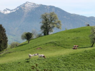 Kühe in der Schweiz