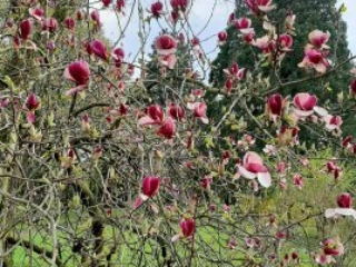 Meditation Zürich im Friedhof Sihlfeld mit Zen Mönch Marcel Reding