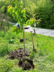 Tree ritual farewell ceremony