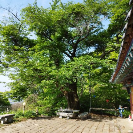 Ältester Kirschbaum in Korea - Dongsa