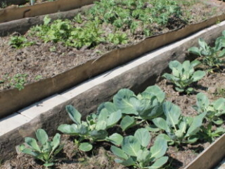 Gemüsegarten im Honora Zen Kloster