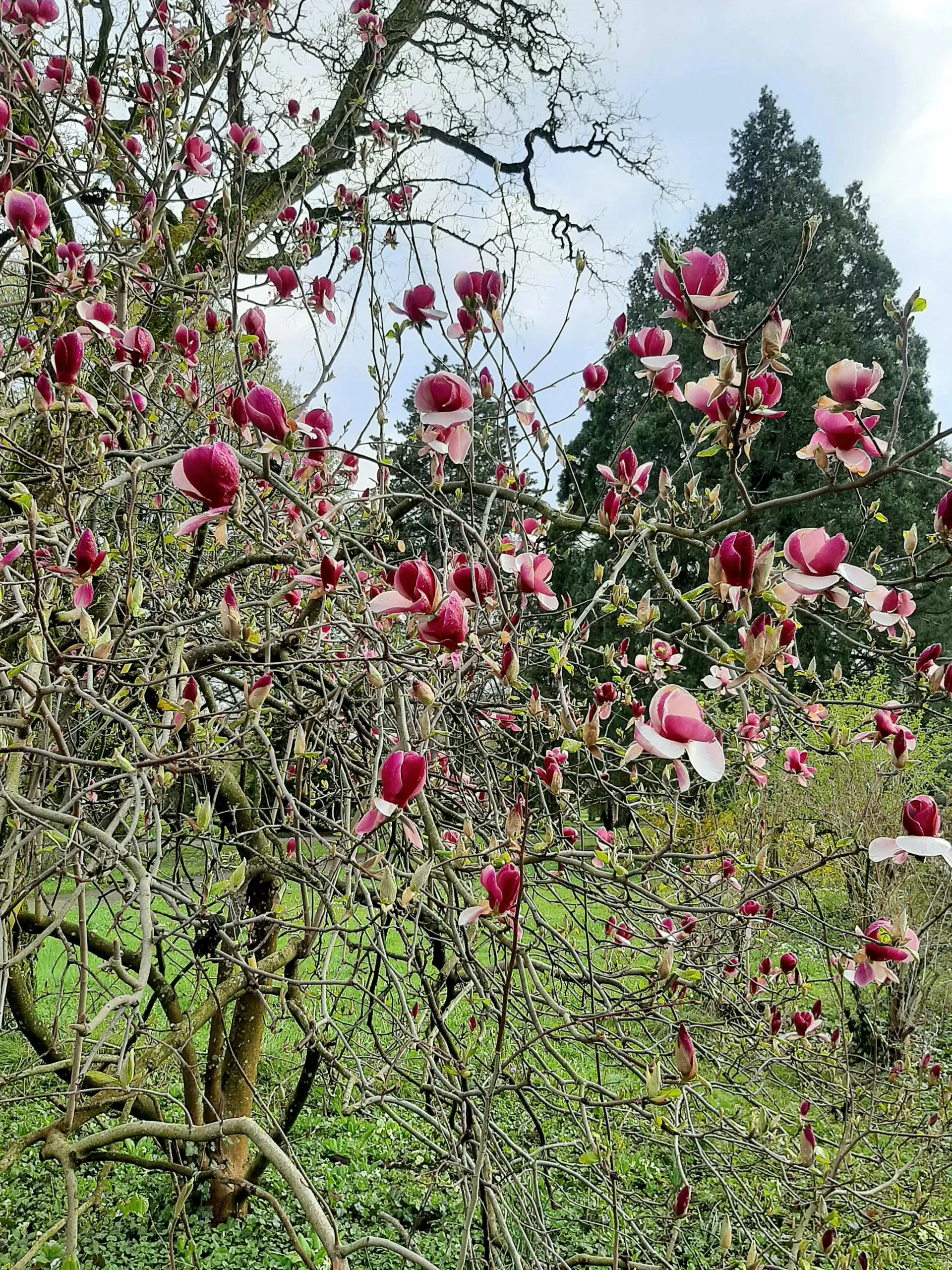 Meditation Zürich im Friedhof Sihlfeld mit Zen Mönch Marcel Reding